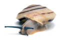 Pleurodonte marginella marginella Cuba light adult